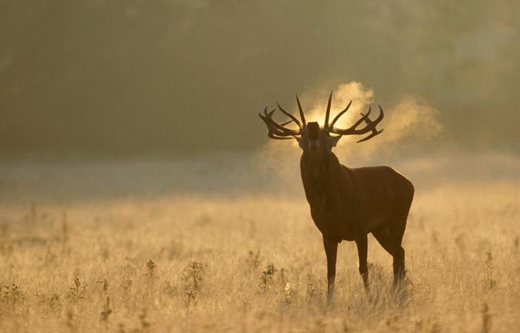 Red Deer (Cervus elaphus) stag bellowing on cool autumn morning during rut. England.